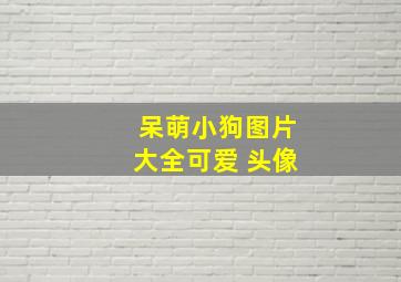 呆萌小狗图片大全可爱 头像